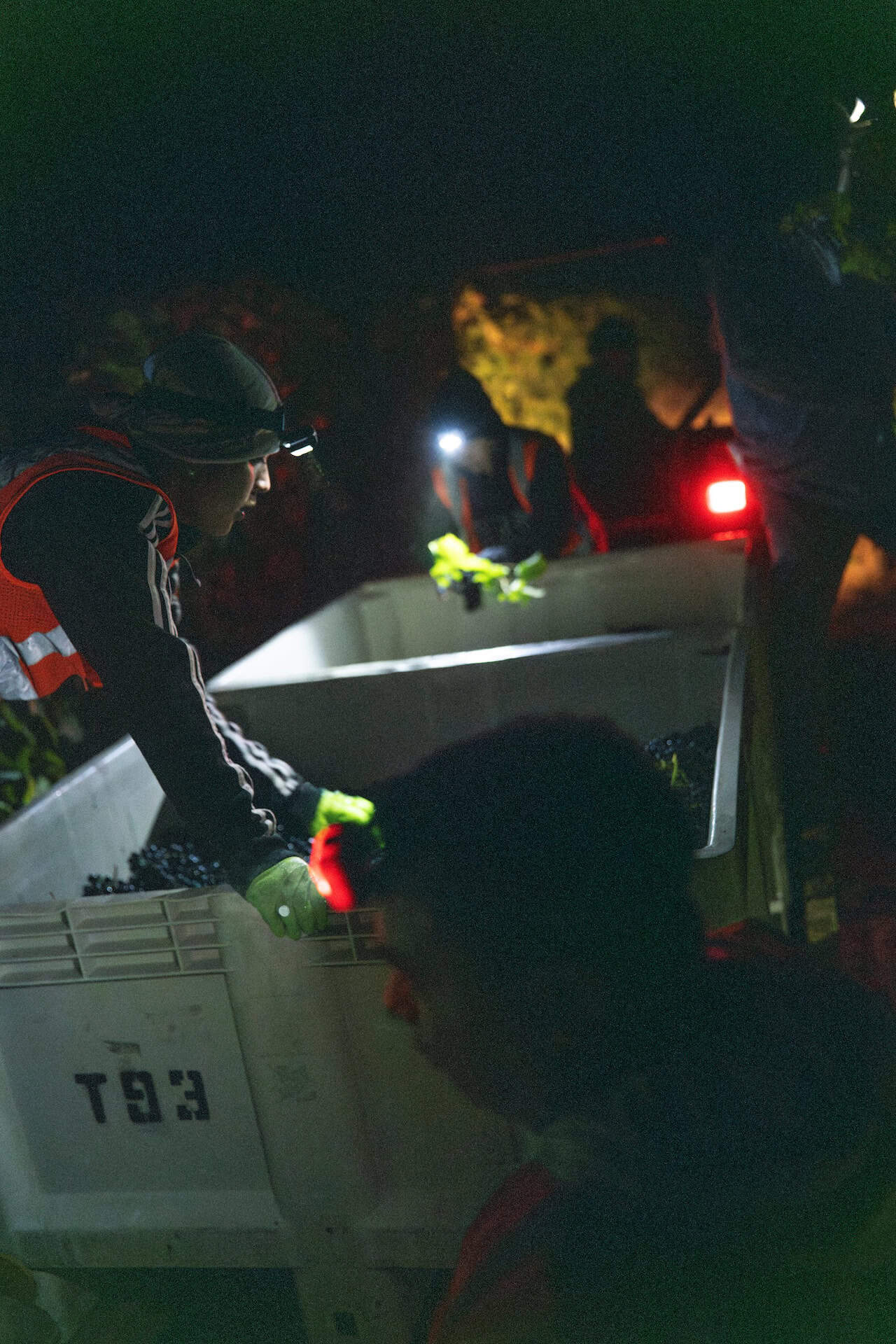 Nighttime wine harvest in vineyard, workers picking grapes with headlamps.