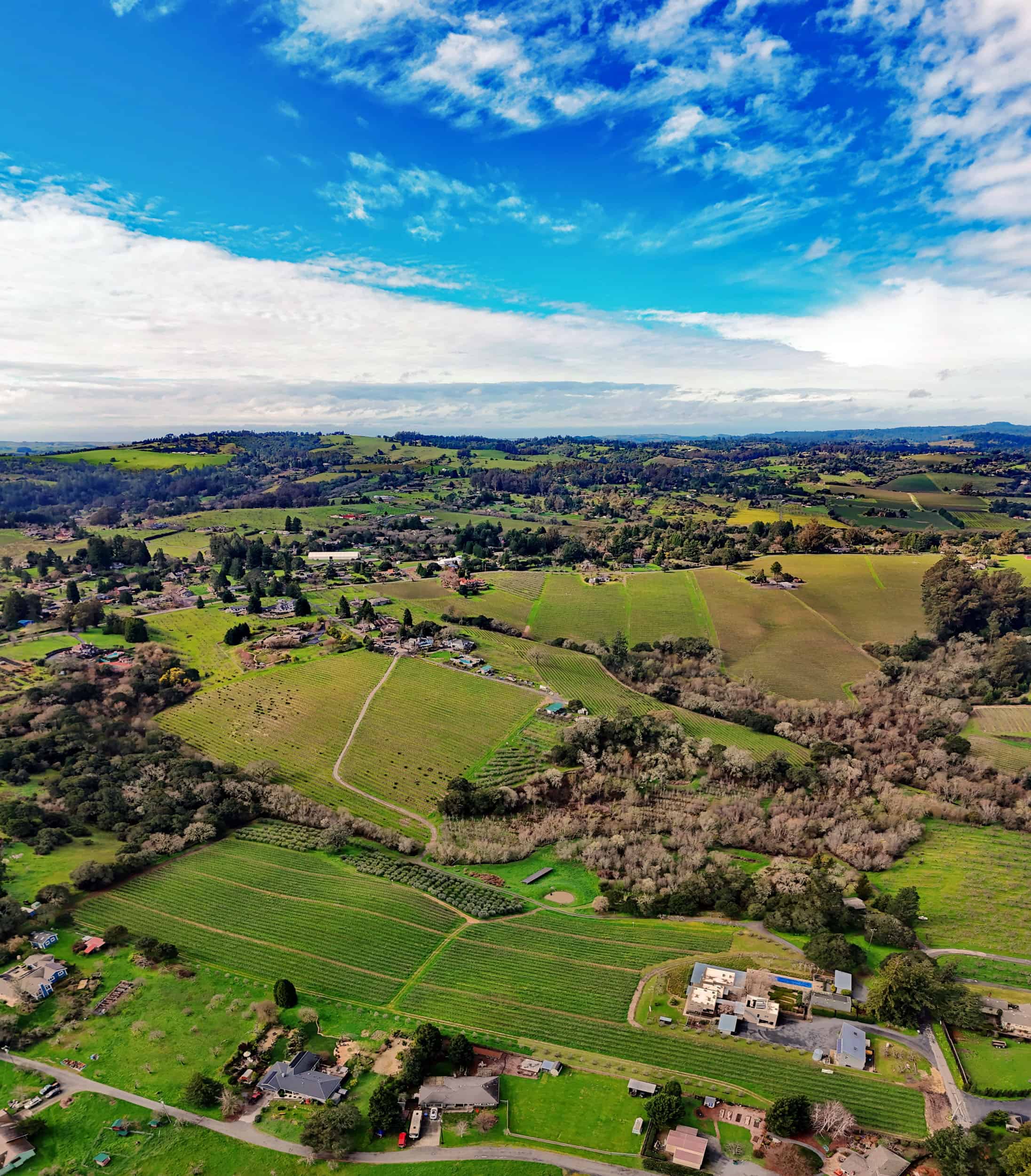 Vineyard landscape in California showcasing lush grape rows and scenic countryside under a bright blue sky.