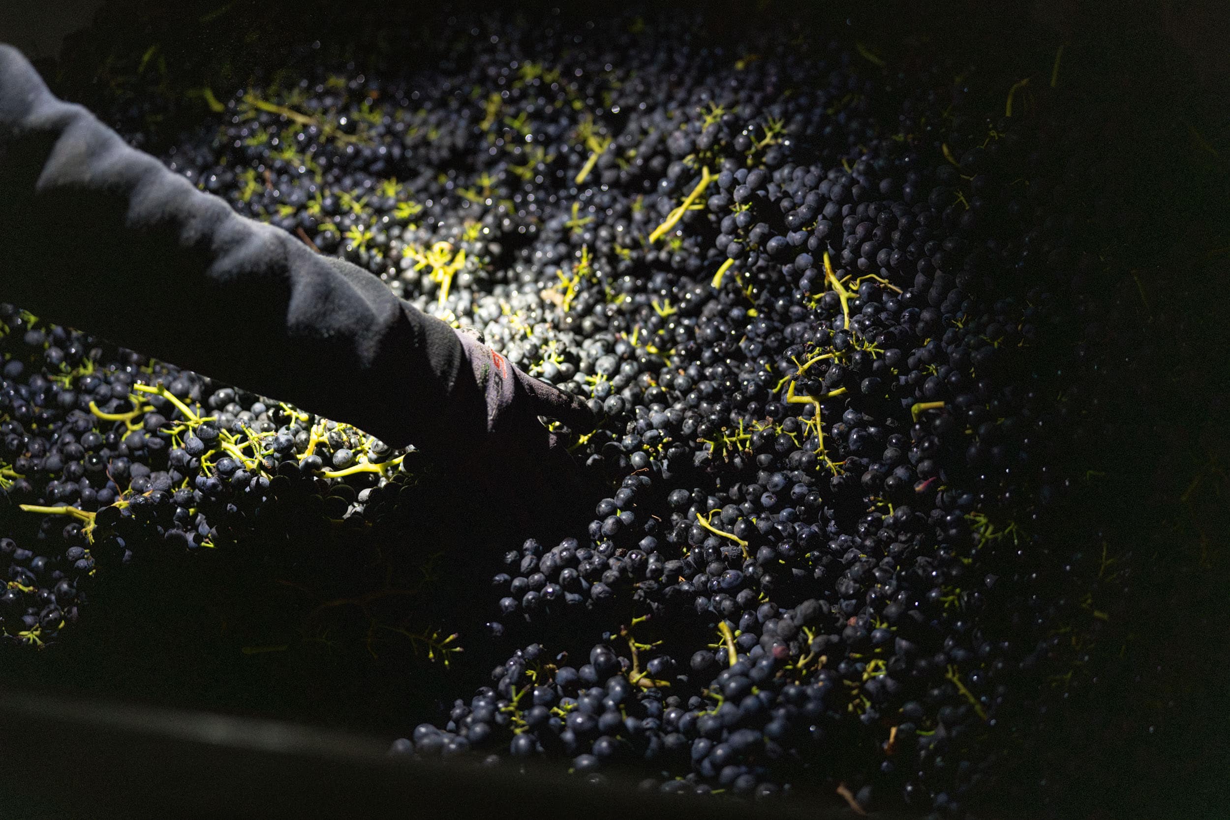 Vineyard worker harvesting dark purple grapes for wine production.